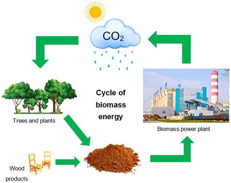 Xanthium Strumarium: Sürdürülebilir Biyokütle Kaynağı ve Yenilenebilir Enerji Üretimi İçin Yeni Bir Yöntem Mi?